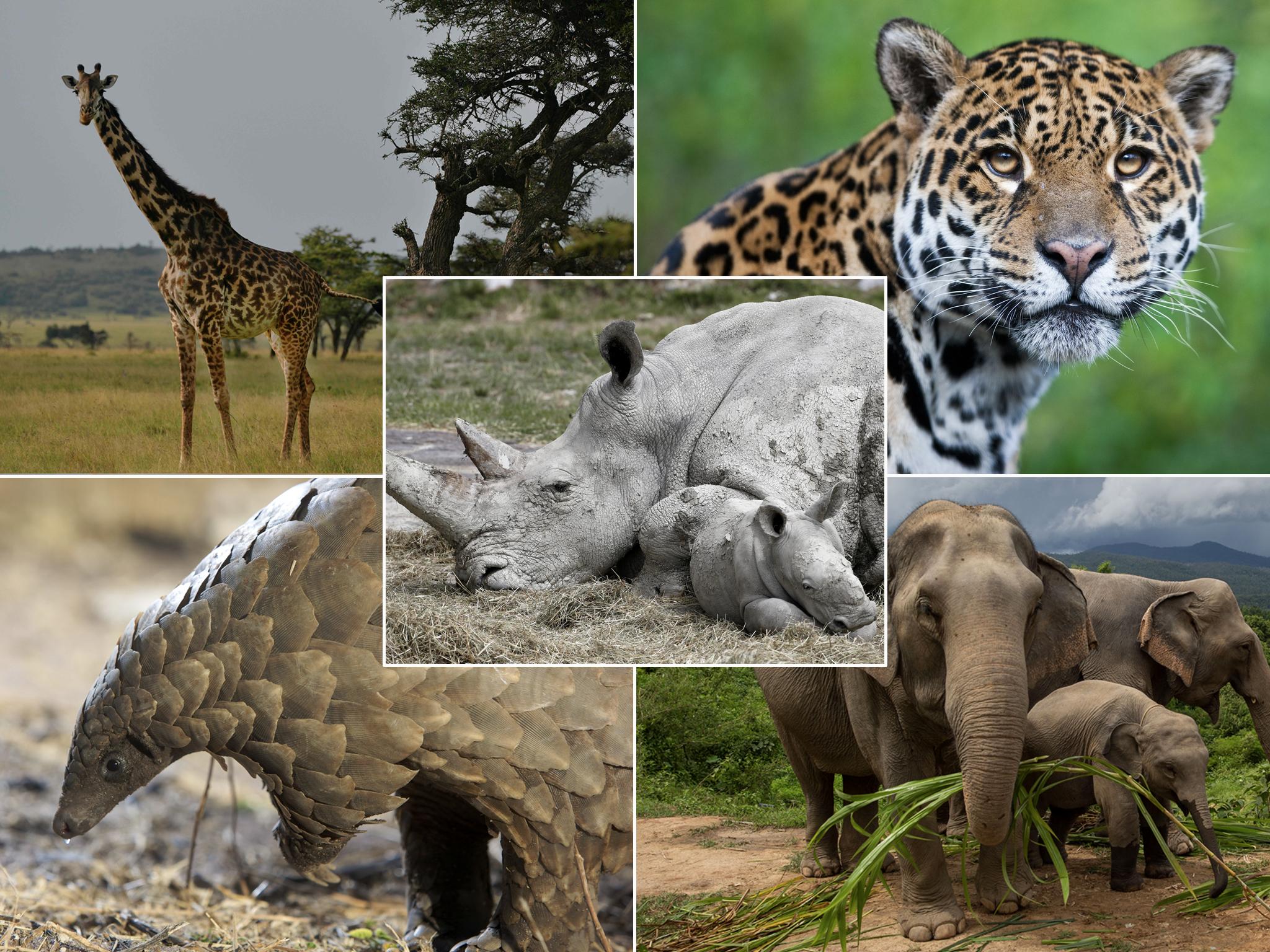 What Are The Sources Of Endangered Species