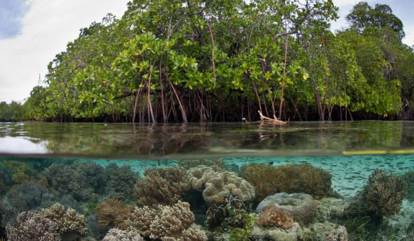 Mangroves Preserve the Balance between Ecosystems