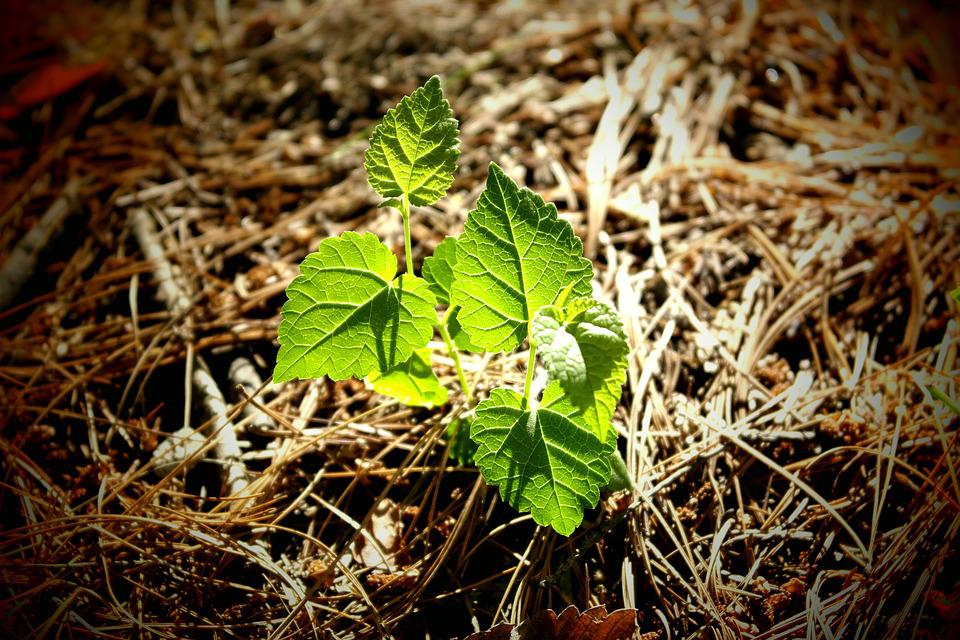 Learn the Basics of Natural Gardening