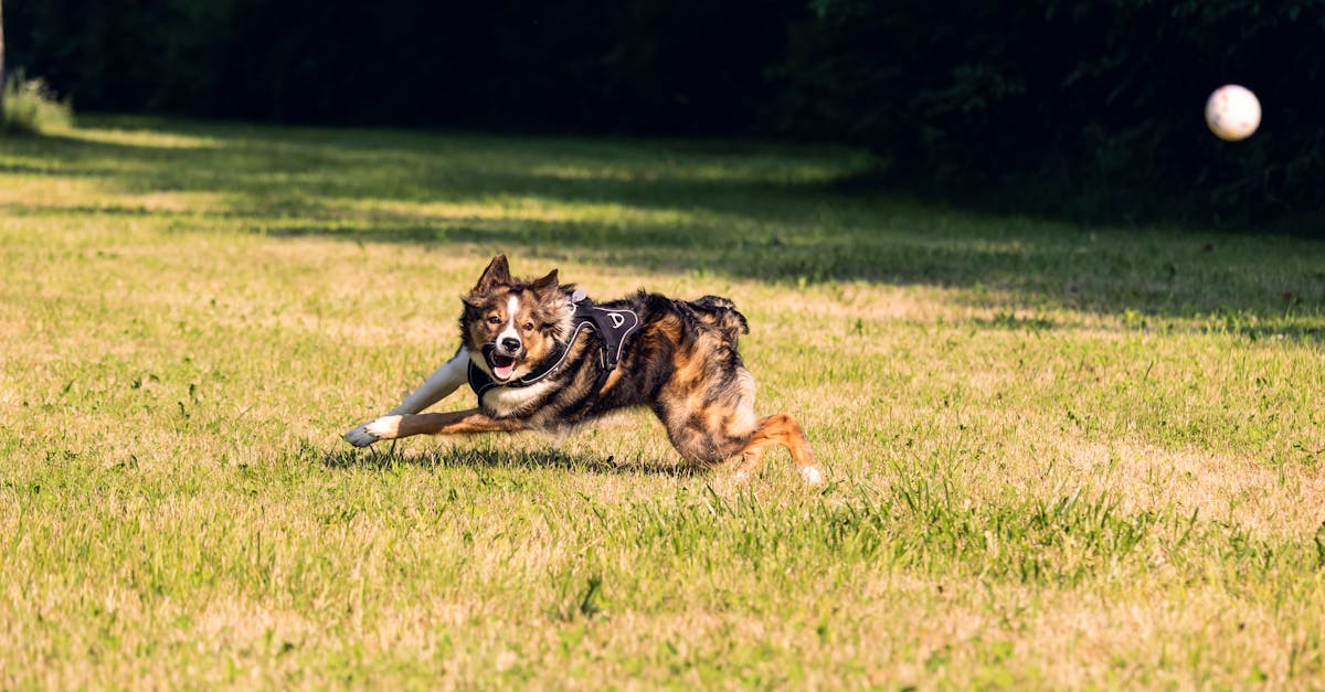 discover the essential guide to assistance dog training, designed to equip you with the skills to train your service dog effectively. enhance their abilities to support individuals with disabilities, ensuring they are well-behaved and ready for service. learn techniques, tips, and expert advice to foster a strong bond with your canine companion.