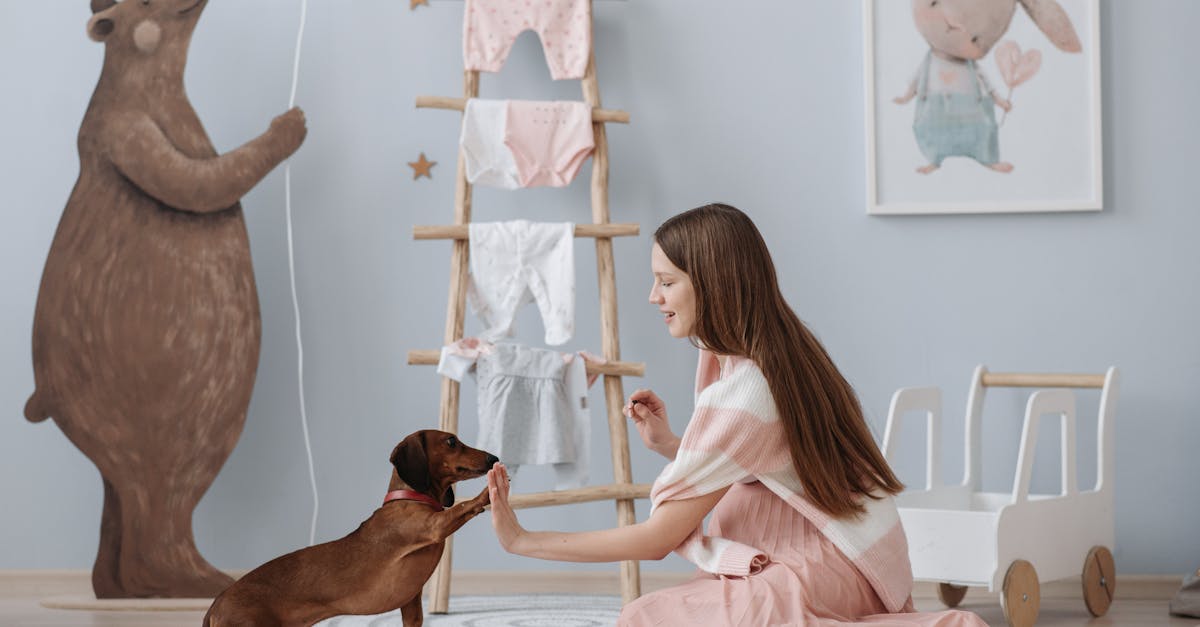 discover expert assistance dog training to empower individuals with disabilities. our comprehensive programs focus on building strong bonds, enhancing skills, and promoting independence. join us in transforming lives with specially trained service dogs.