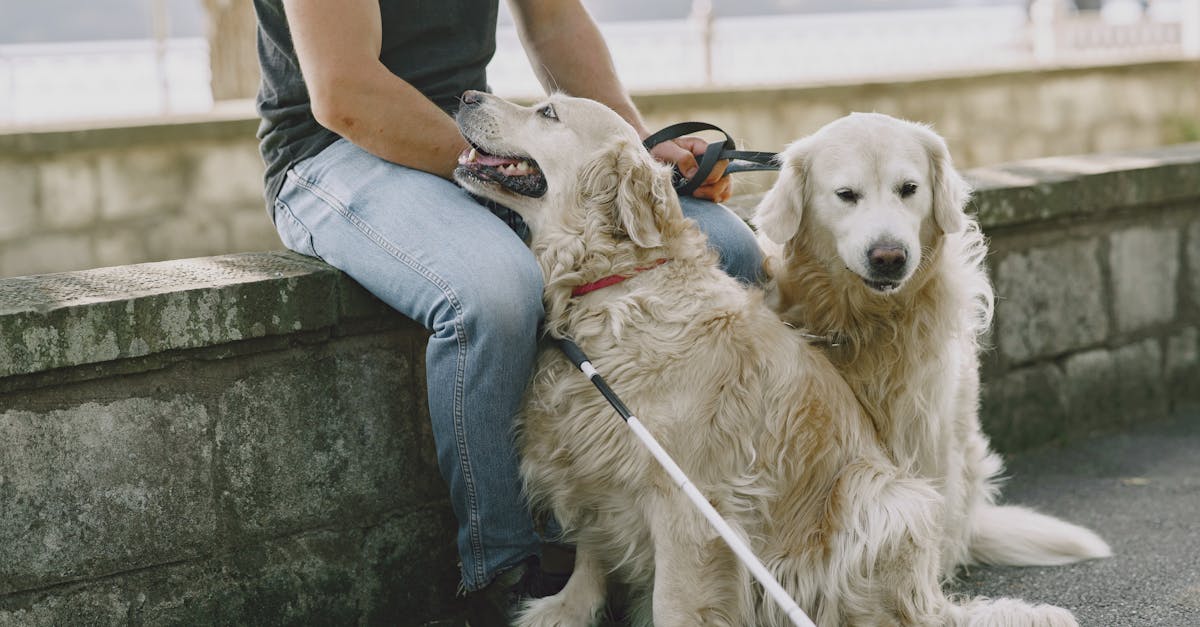 discover the incredible world of assistance dogs, trained to provide vital support and companionship to individuals with disabilities. learn how these remarkable animals enhance the quality of life for their handlers and promote independence and confidence.