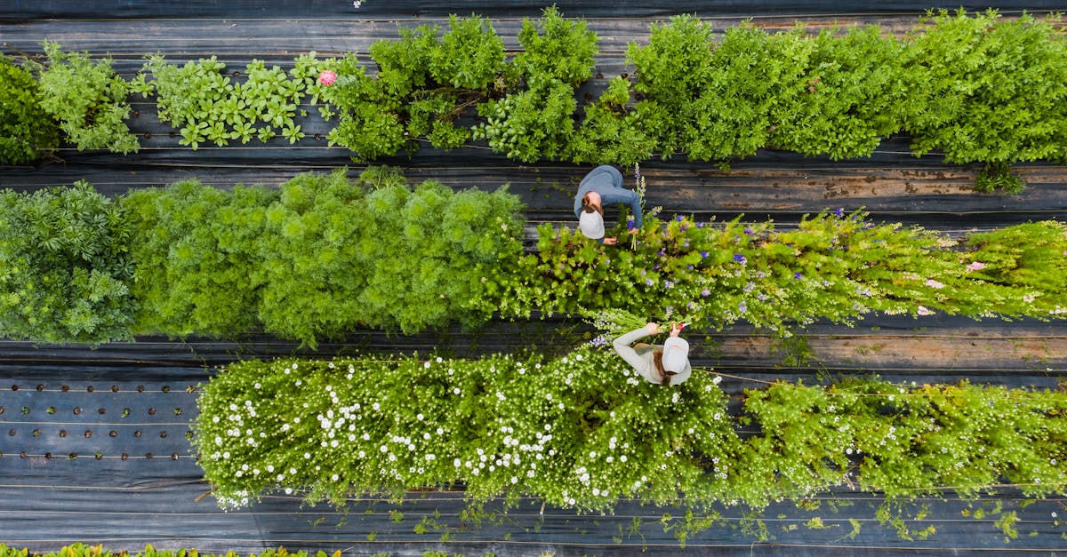 sunstainable-landscaping